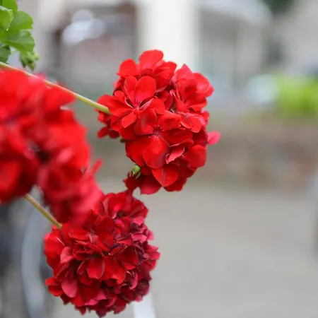 Daire Terasa Palangoje