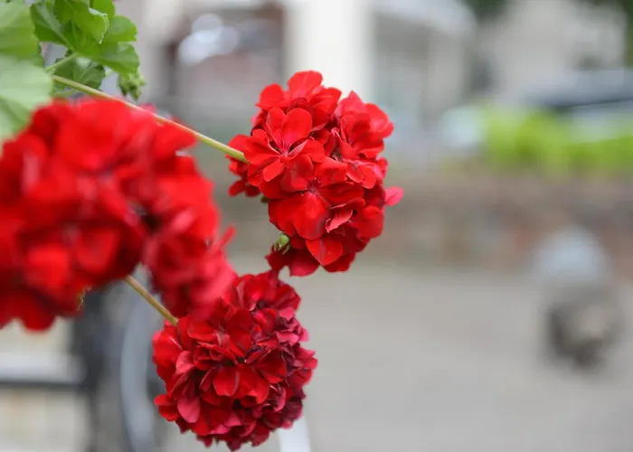 Daire Terasa Palangoje